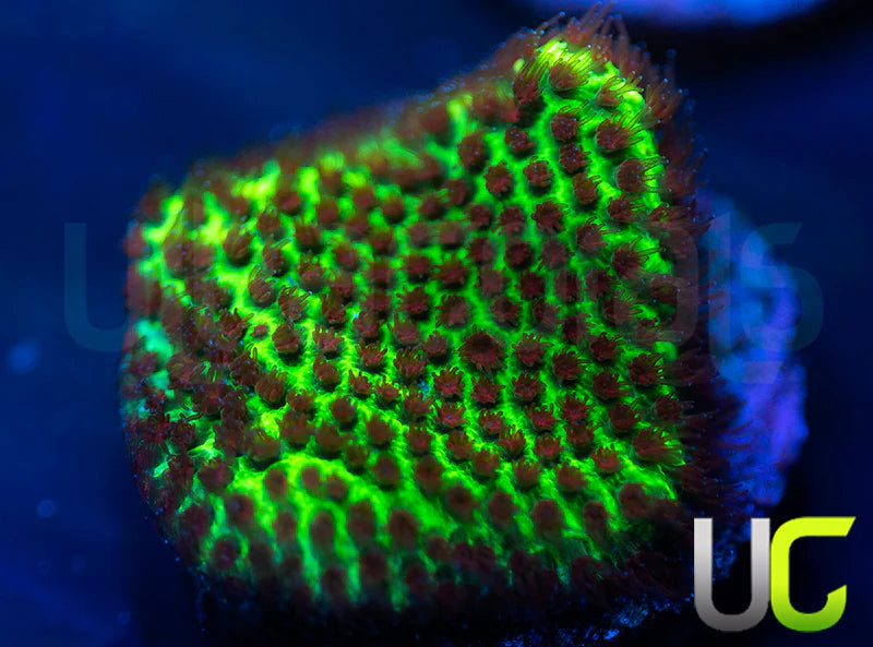 UC The Grinch Porites