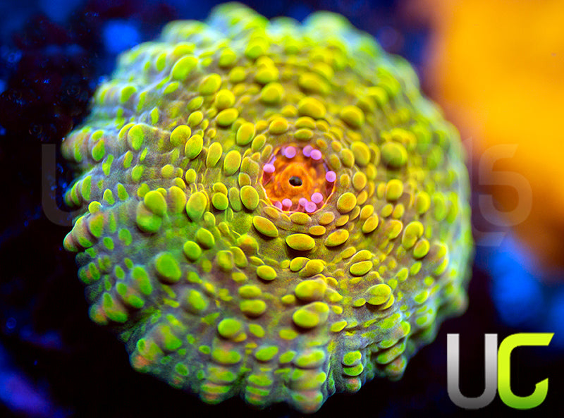 CB G Mummy Eye Chalice