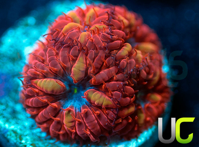 UC Blue Ravens Blastos