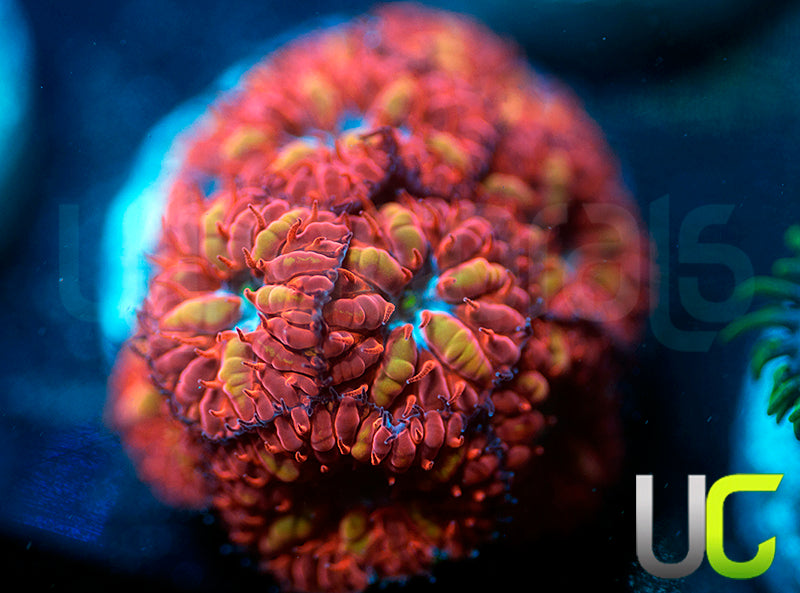 UC Blue Ravens Blastos