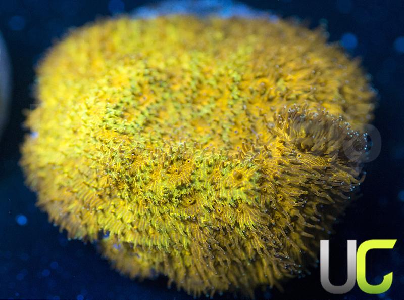 Watermelon Psammocora