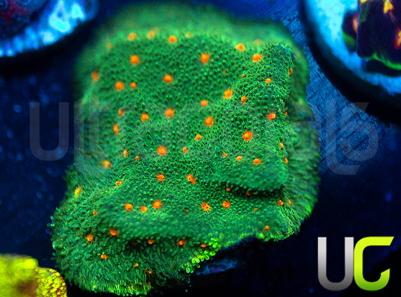 CC Smashing Pumpkins Psammocora