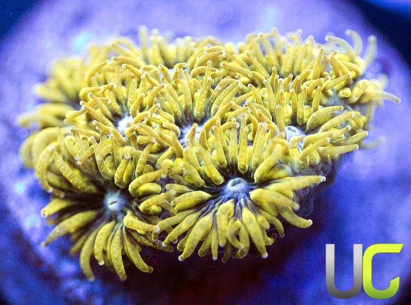UC Goldilocks Leptastrea