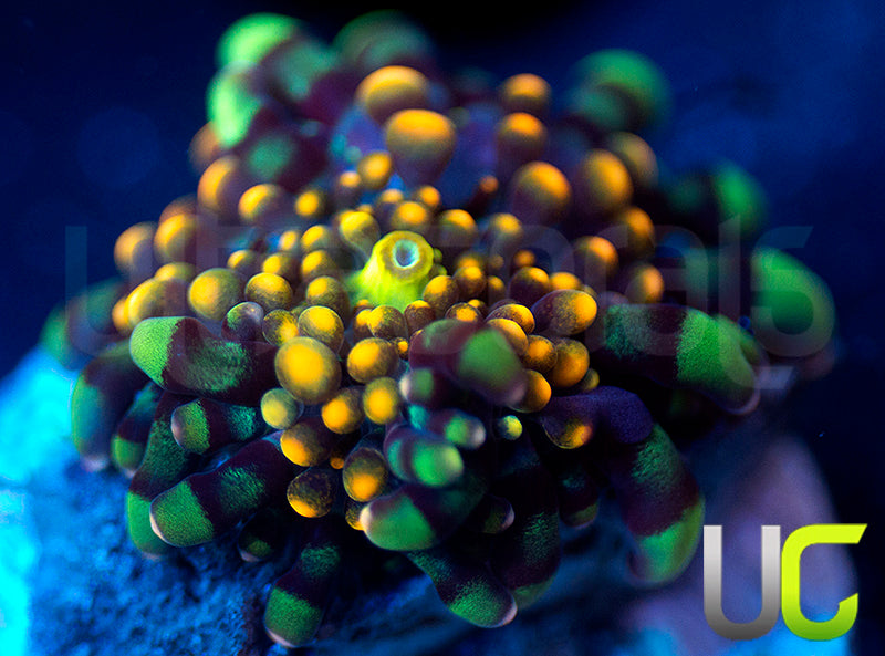 UC Lollipop Yuma Ricordea