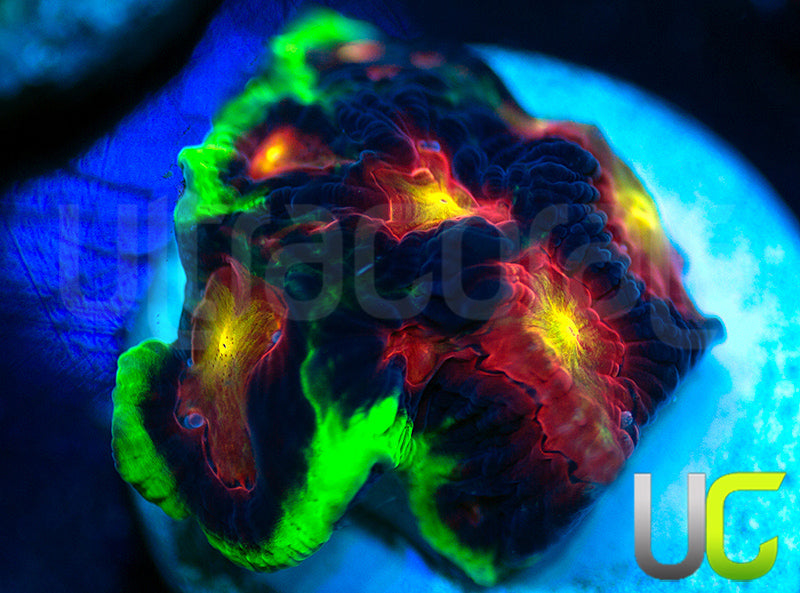 UC Ring Leader Favites