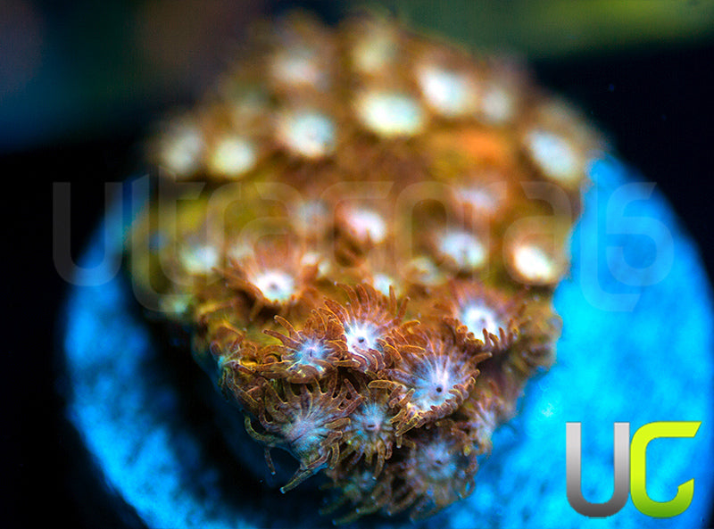 UC Yellowjacket Cyphastrea