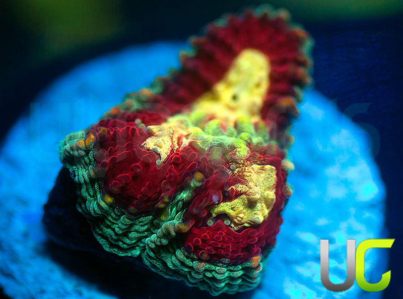 UC Strobe Light Favia