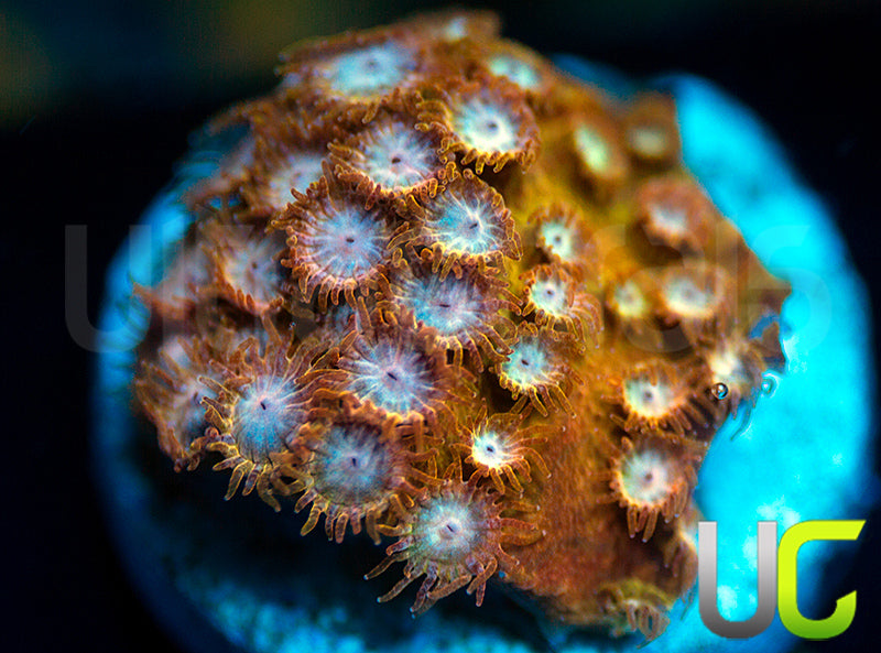 UC Yellowjacket Cyphastrea