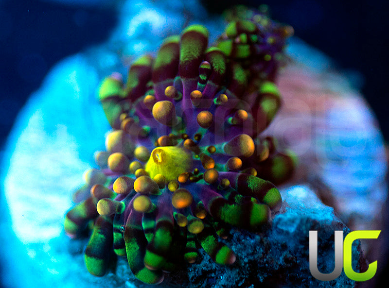 UC Lollipop Yuma Ricordea