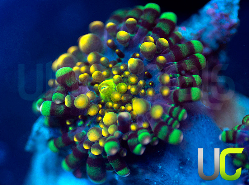 UC Lollipop Yuma Ricordea