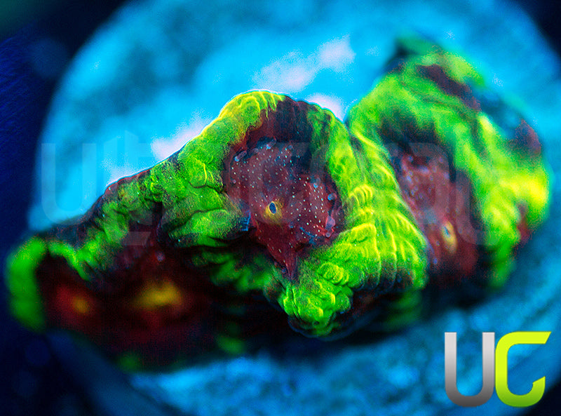 CB Tropic Thunder Favites