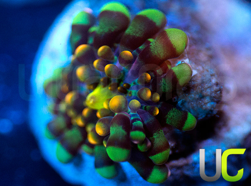 UC Lollipop Yuma Ricordea