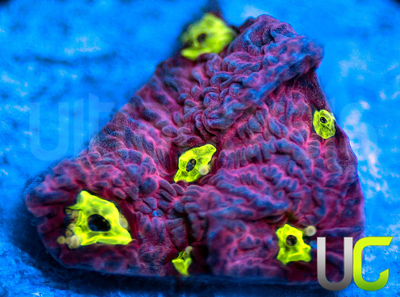 UC Pink Splash Favites