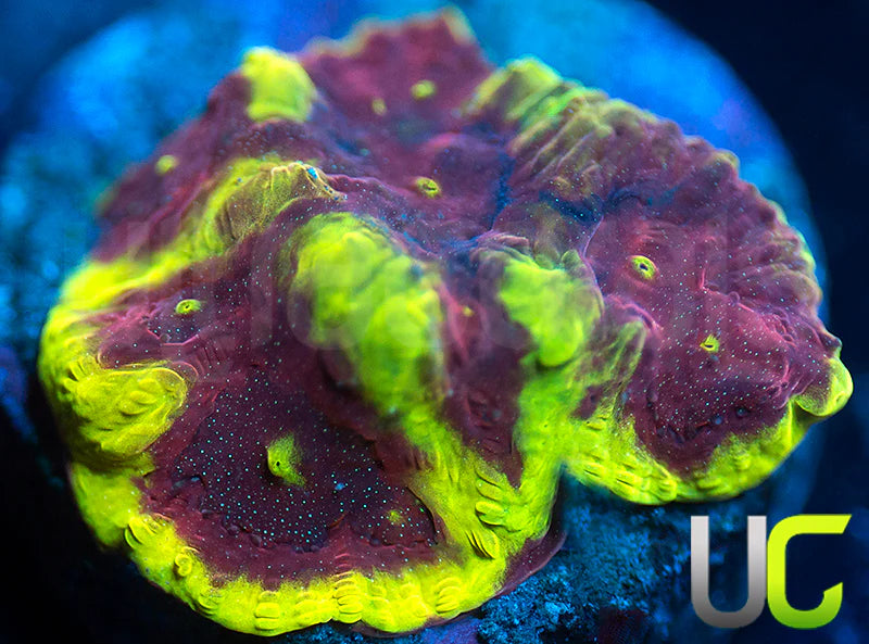 UC Sour Power Favites