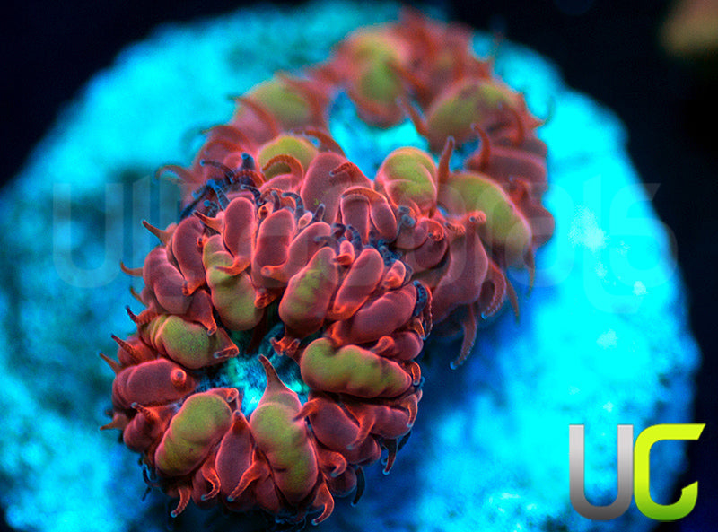 UC Azure Sky Blastos