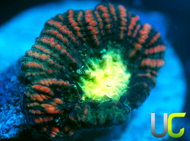 UC Hidden Dragon Favia