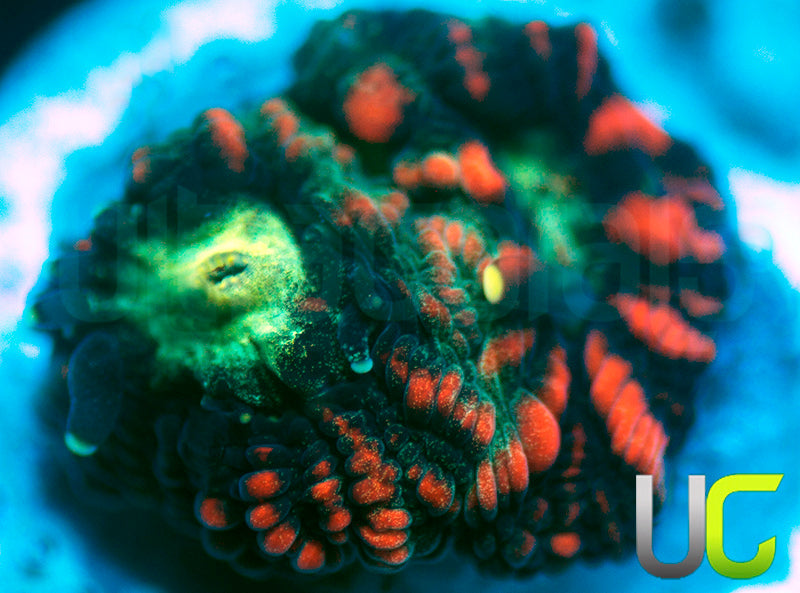 UC Hidden Dragon Favia