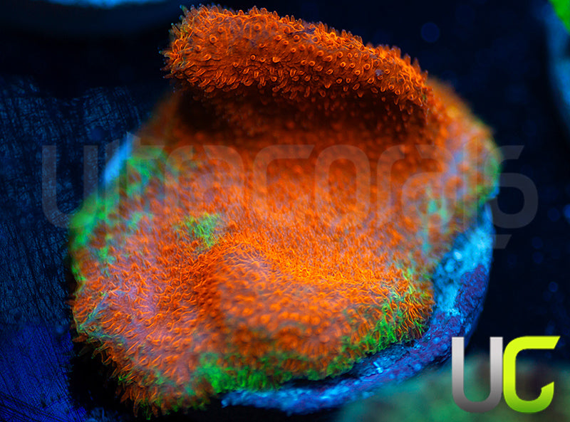 Watermelon Psammocora