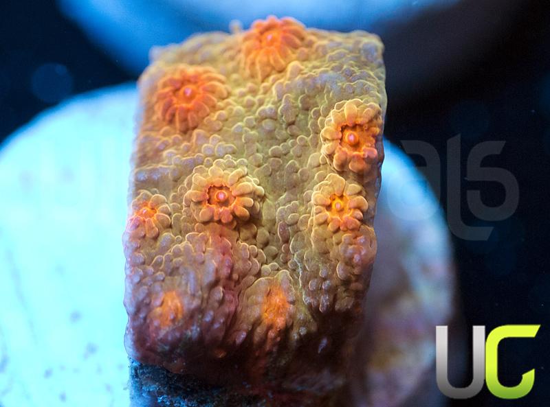 UC Jolly Roger Cyphastrea