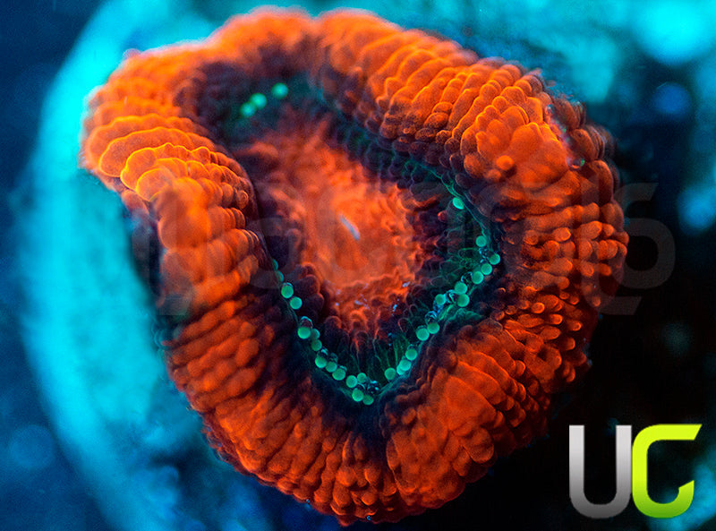 UC Mothership Micro Amakusensis