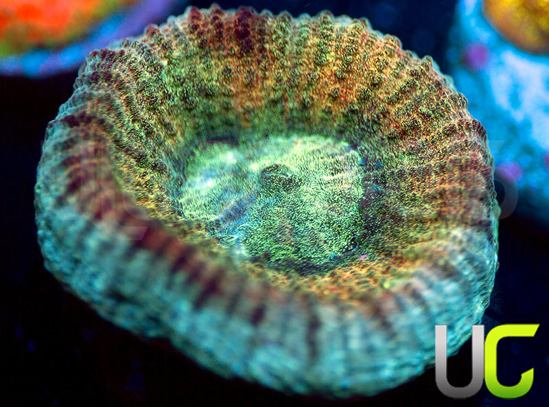 UC Red Rebel Goniastrea