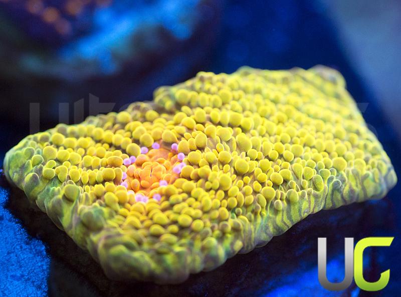 CB 3G Mummy Eye Chalice