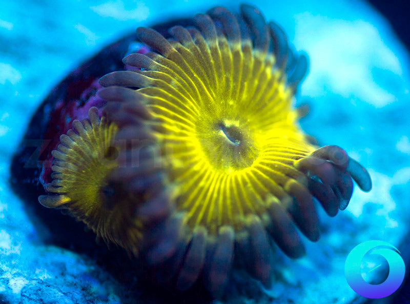 NEW RELEASE: Kung Foo