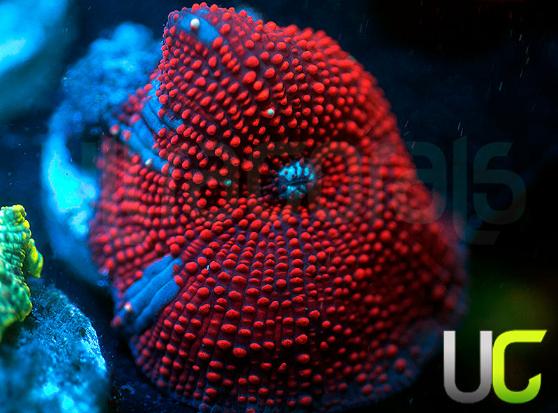Red Devil Mushroom