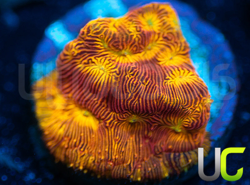 UC Sun Goddess Lepto