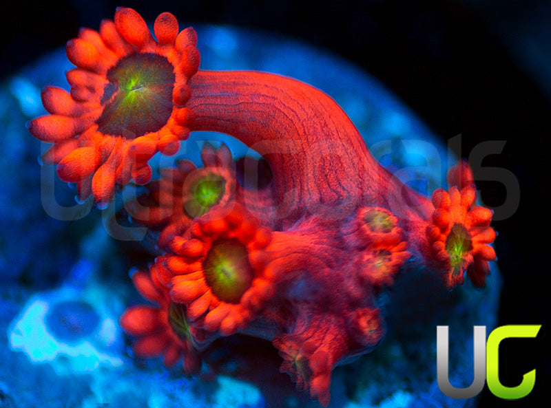 Insane Cherry Bomb Goni