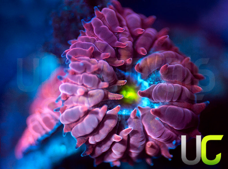 UC Nutcracker Blasto Merletti