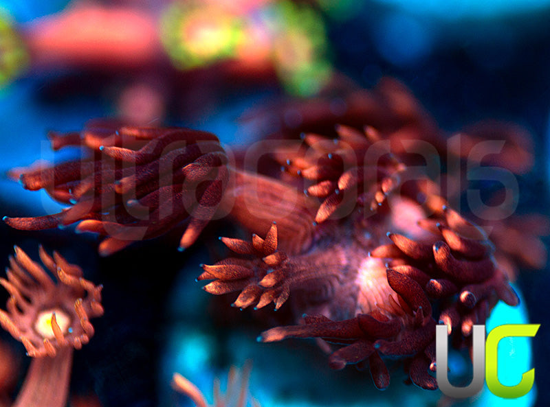 UR Radioactive Plum Goni