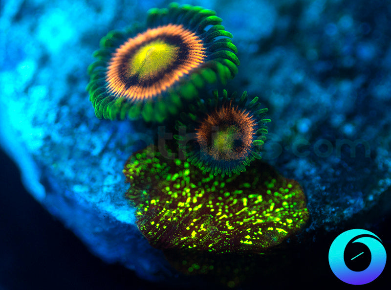 Laser Lemons BSA Sun God Lepto