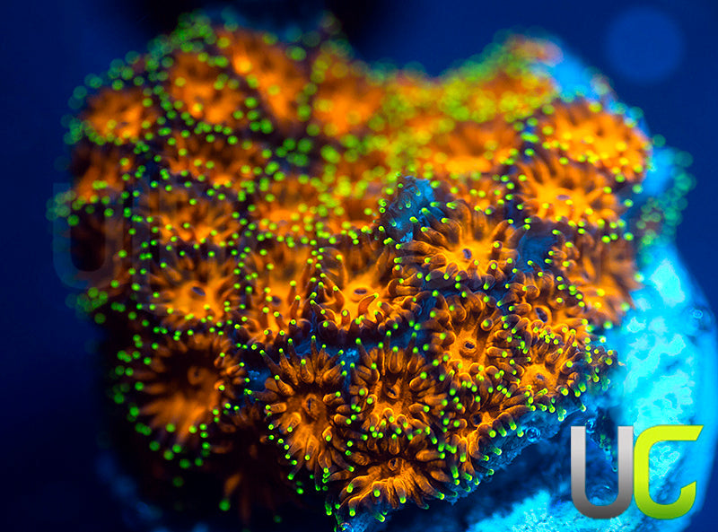 UC Lightning Tip Leptastrea