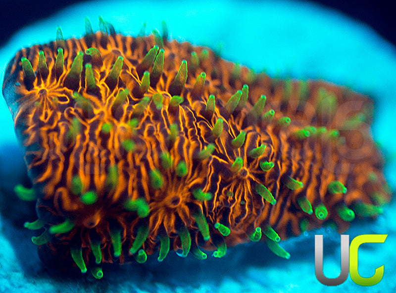 UC Fuzzy Navel Litho