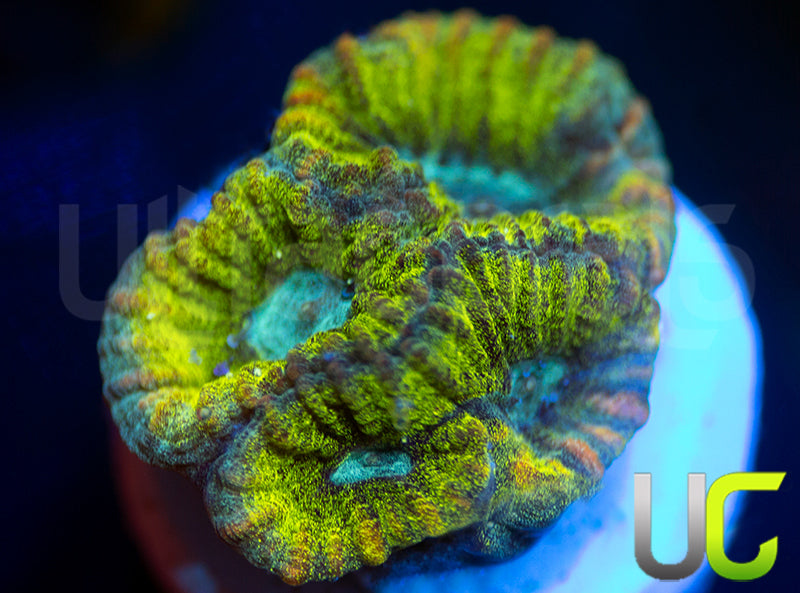 UC Blimey Limey Favia