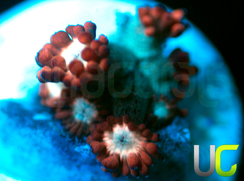 UC Cosmic Candy Goni