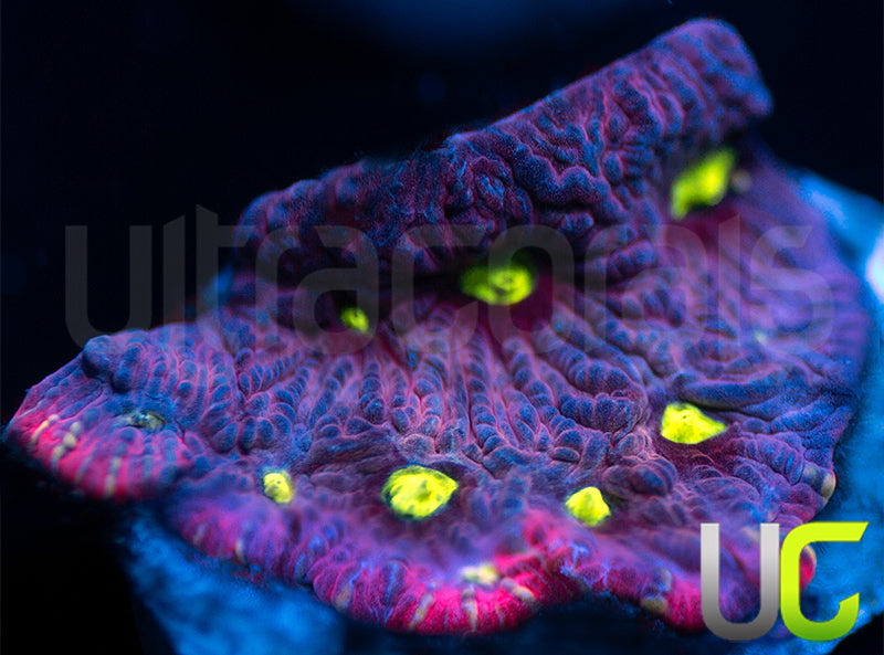 UC Pink Splash Favites