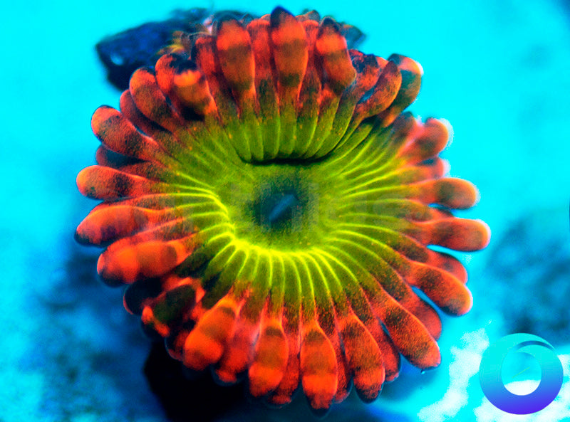 Electric Oompa Loompa