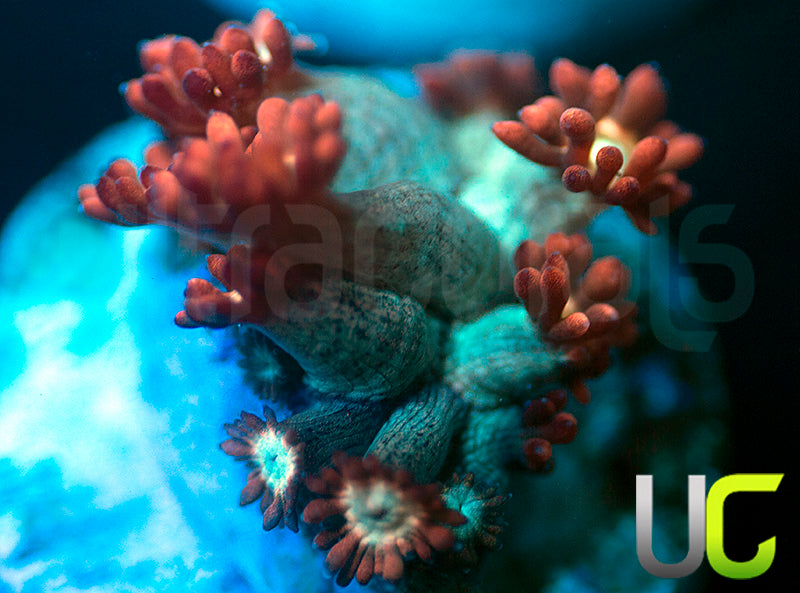 UC Cosmic Candy Goni