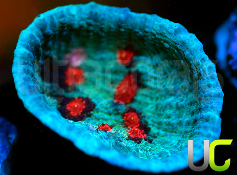 JF Hellspawn Chalice