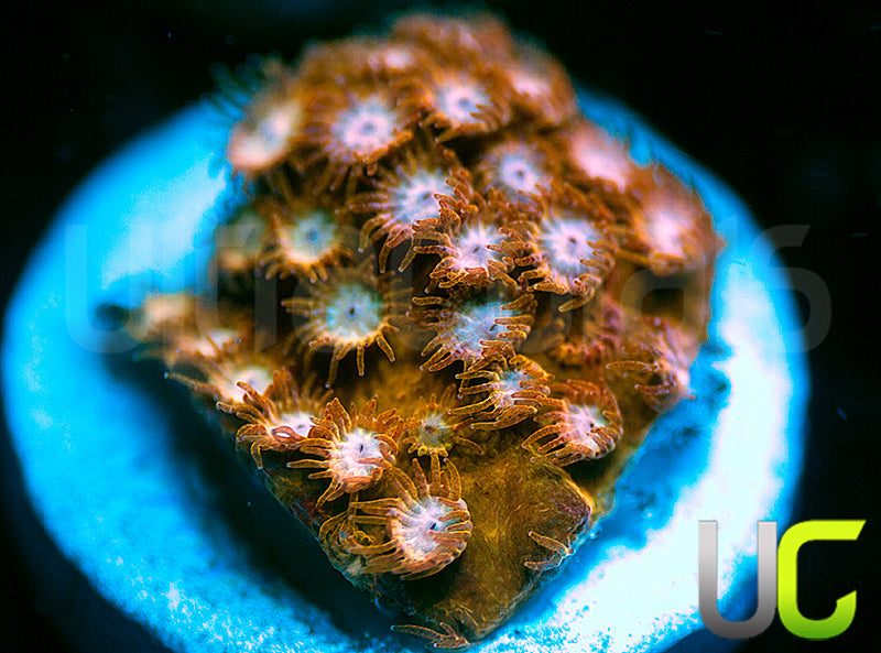 UC Yellowjacket Cyphastrea
