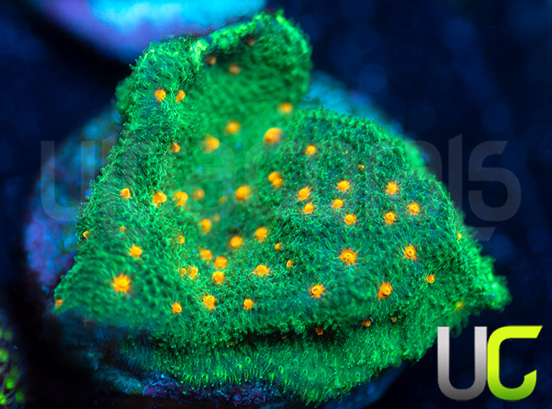 CC Smashing Pumpkins Psammocora