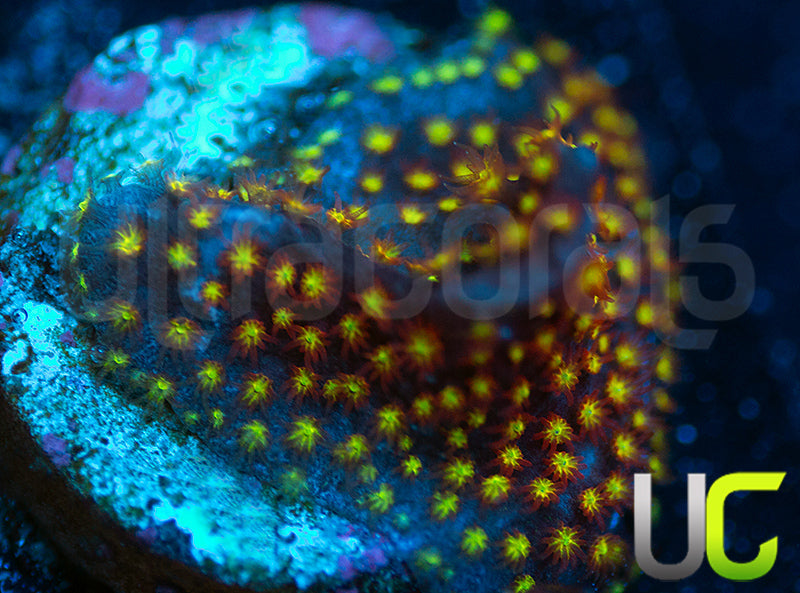 UC Flamethrower Stylo