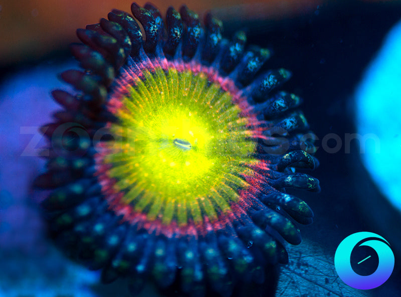 WWC Space Juice - XL Polyps