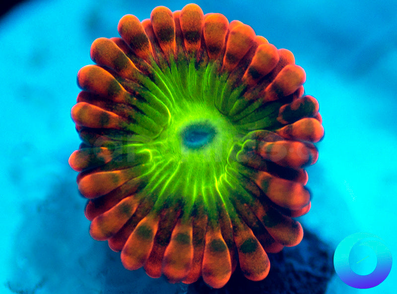 Electric Oompa Loompa