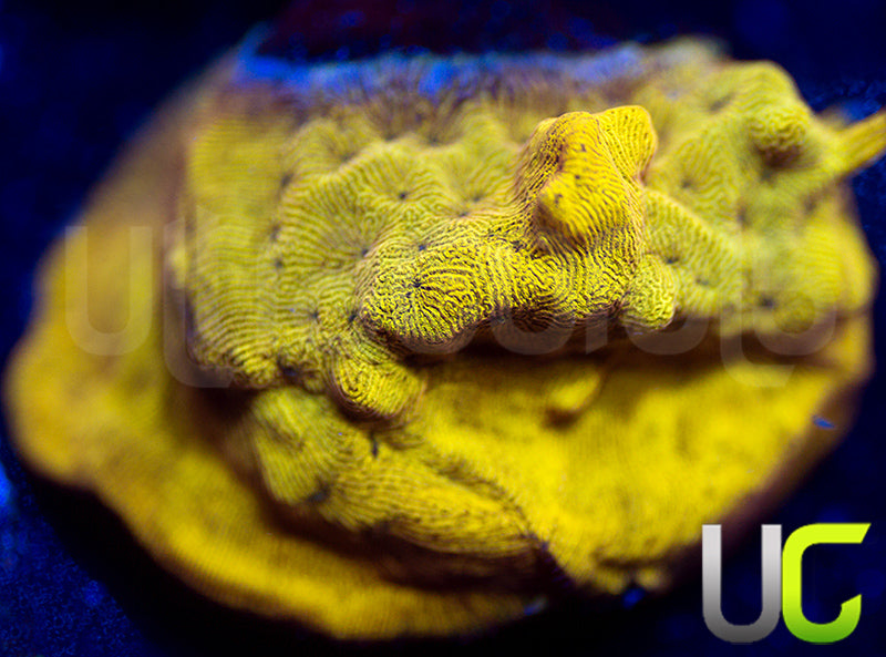 UC Golden Dragon Lepto