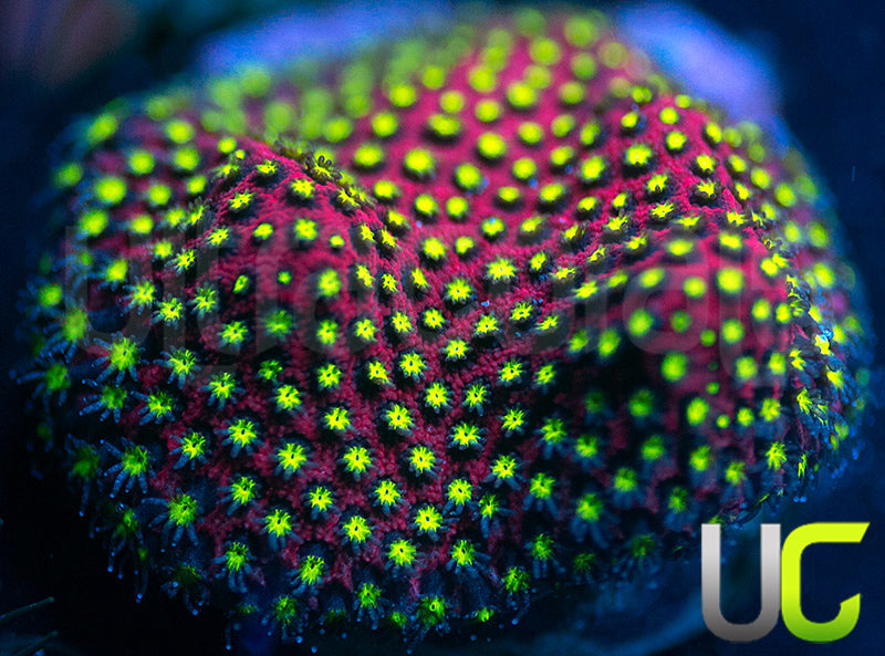 UC Raspberry Pie Stylo