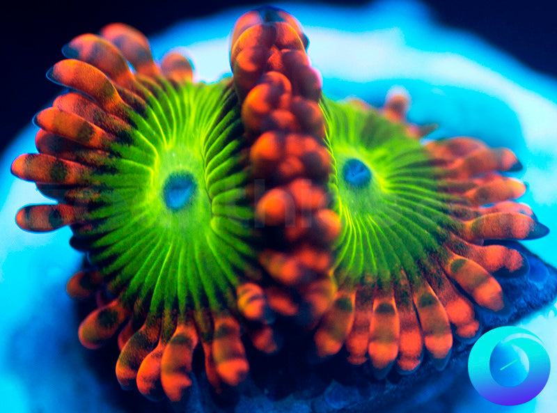 Electric Oompa Loompa