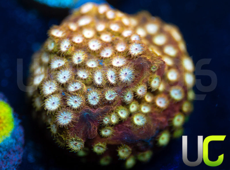 UC Yellowjacket Cyphastrea